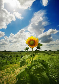 Girasol o Sunflower