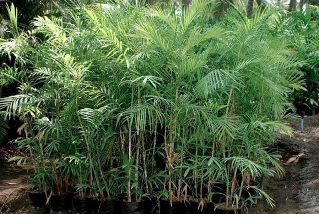 Dicas e cuidados Camedórea-bambu ou Chamaedorea seifrizii