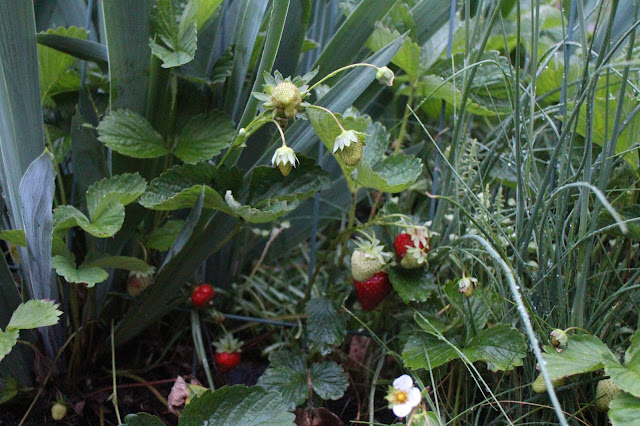 flower garden strawberry accent, little strawberries after rainstorm, maine gardening