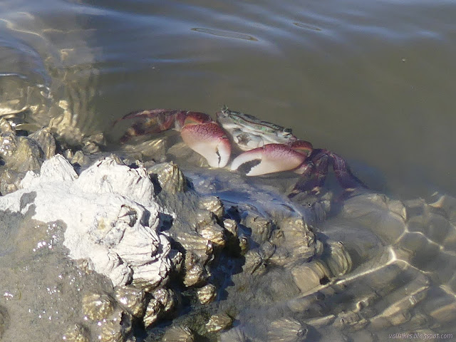 face and claws of a shore crab