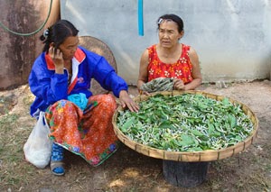 Panmai Group members raising silkworms organically