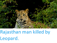 https://sciencythoughts.blogspot.com/2019/05/rajasthan-man-killed-by-leopard.html