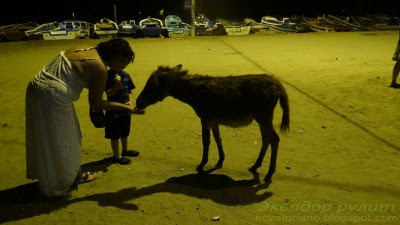 Ослик Энгабао Эквадор 