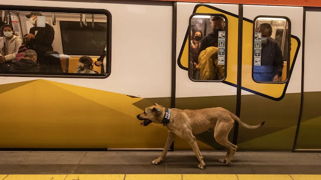 Dog at subway