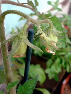 Baby Roma Tomatoes