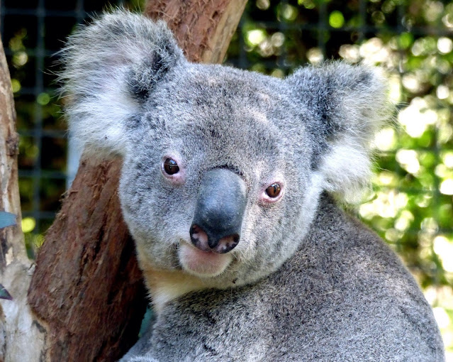 Koala