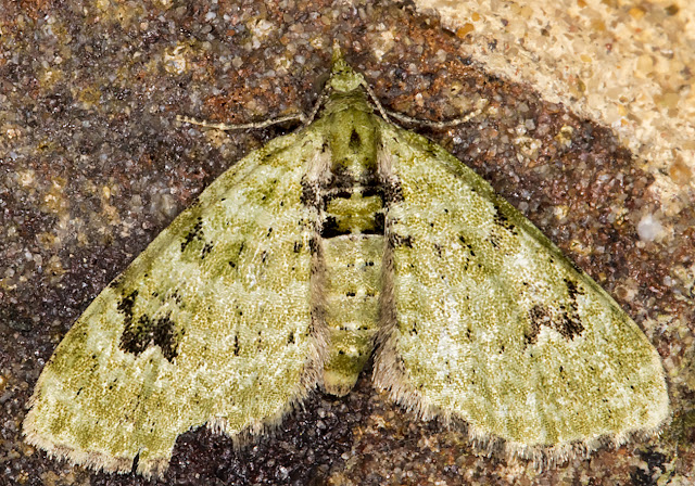 V-pug, Chloroclystis v-ata.  Luxford Lane, Crowborough, 19 June 2017. 