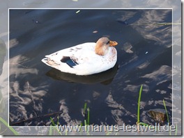 Ente zoom