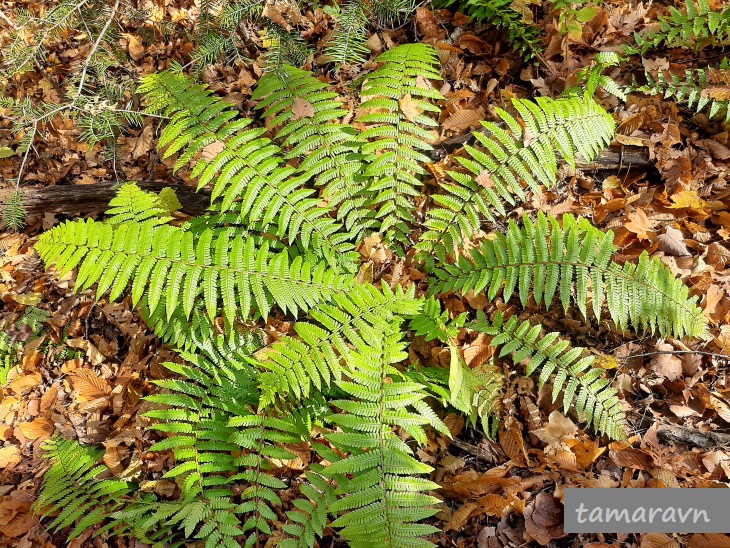 Щитовник толстокорневищный (Dryopteris crassirhizoma, =Dryopteris buschiana)