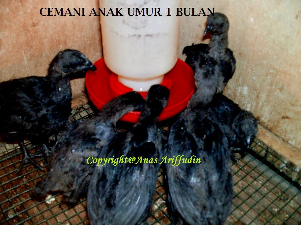 harga anakan ayam cemani