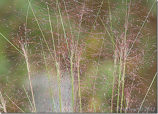 Autumn_PinkCotton_Grass2