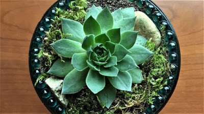 http://ohmyheartsiegirl.com/succulents-in-your-home/