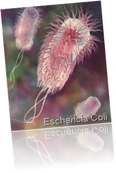 e coli