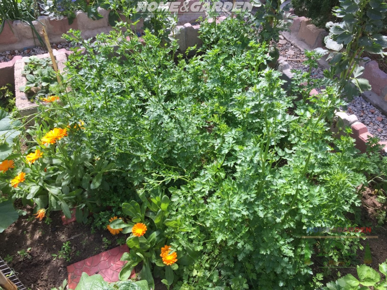 Parsley (Petroselinum crispum) is a hardy herb grown for its flavor, which is added to many dishes, as well as its use as a decorative garnish. Parsley is one of the most popular herbs used in cooking.