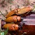 Why The Australian Jewel Beetle Love Beer Bottles