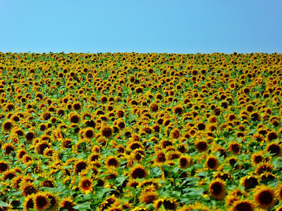 sonnenblumen