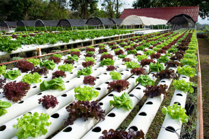 hydroponic gardening how