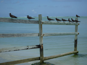 L'Île aux Cocos à Rodrigues