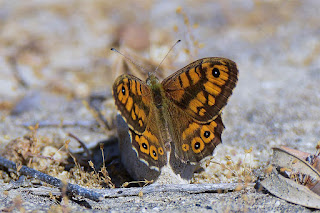 mariposa-saltacercas-lasiommata-megera-