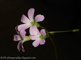 Purple Shamrock Flower