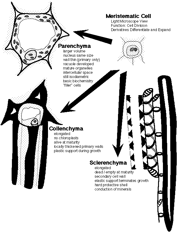 left animal cell ibiology