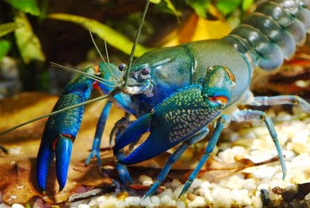 Mengenal Lobster Hias Air Tawar Dunia Akuarium