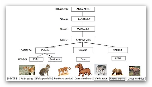 klasifikasi kingdom animalia