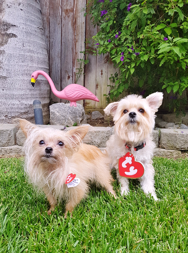 Beanie Baby Pet Costume DIY- 5 Budget Friendly Pet Costume Ideas #DoThe99 #99Obessed #AD