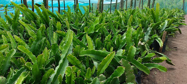 Dragon fruit seedlings for sale Kenya