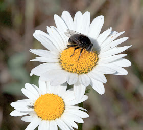 Eristalis intricarius, a hoverfly that mimics a bee, and a tiny fly on ox-eye daisy,  Leucanthemum vulgare.  Hayes Common, 21 May 2011.