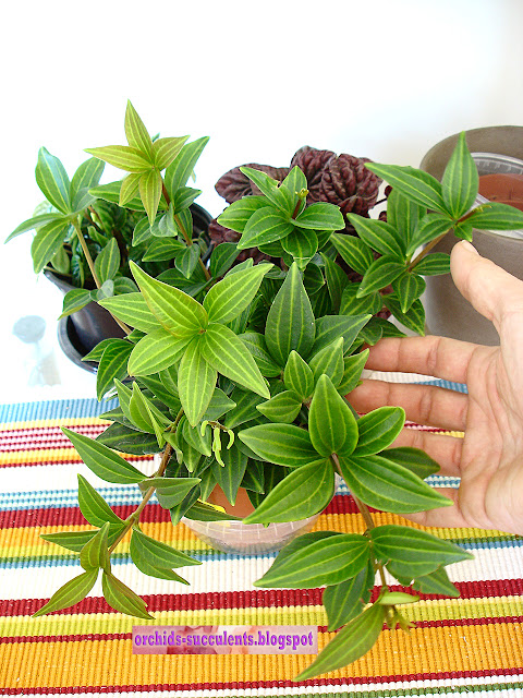 Peperomia tetragona, Πιπερόμοια η τετράγωνη, φυτό