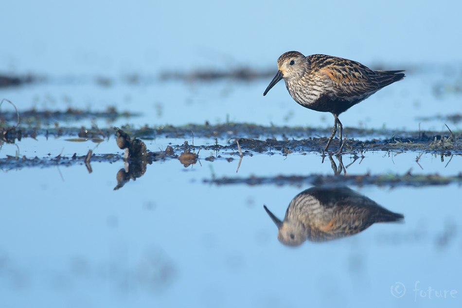 Tundrarüdi, Calidris alpina alpina, Northern Dunlin, European, soorüdi, soorisla, rüdi, risla