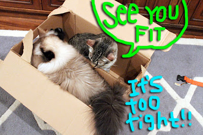 cat-share-box-02