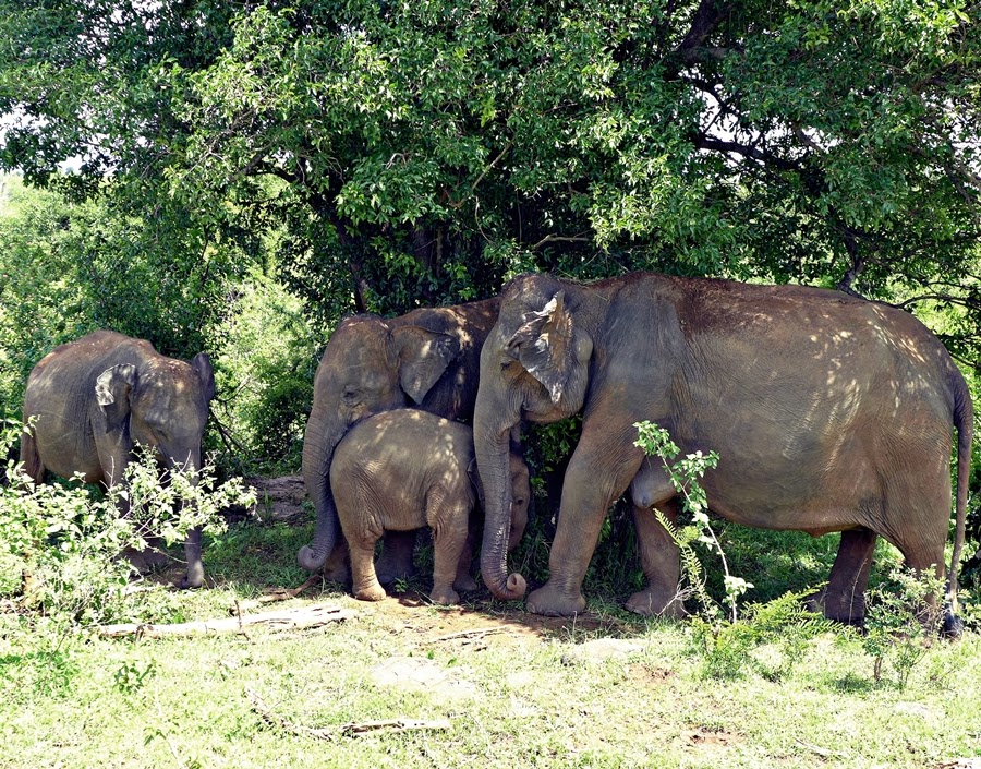 Udawalawe National Park Sri Lanka