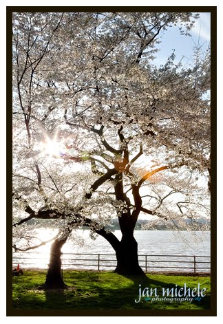 Washington DC Cherry Blossoms 2010