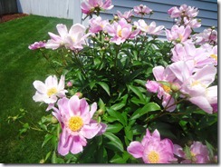 June Peonies_June 2011 004