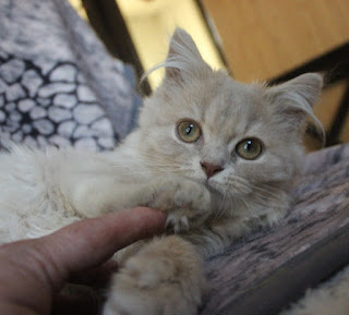 Britisch Langhaar Katzenbaby  fawn golden tabby