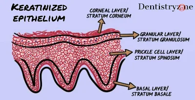 Keratinized mucosa non-keratinized mucosa