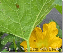 eggs&beetle