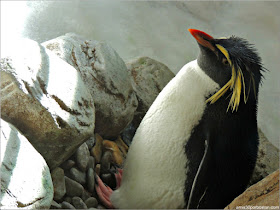 Islas del Subantártico del Biodôme: Pingüino Penacho Amarillo Norteño