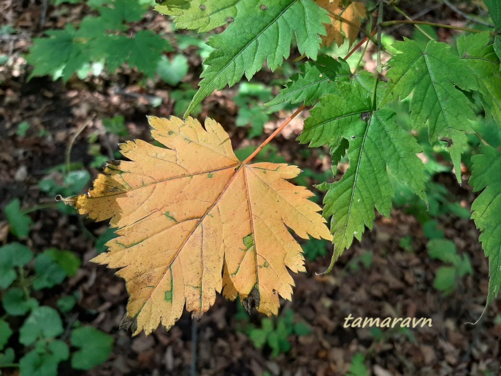 Клён бородатый / Клён бородчатонервный (Acer barbinerve)