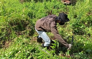 Kegiatan silvikultur umumnya memiliki beberapa tahapan yang saling berkaitan. Di Indonesia, tahapan pelaksanaan kegiatan sistem TPTI menurut Wahyudi (2013) mengacu pada surat Keputusan Direktur Jenderal Perusahaan Hutan Nomor 151/Kpts/IV-BPHH/1993 tanggal 19 Oktober 1993. Adapun tahapan kegiatan sistem silvikultur TPTI adalah sebagai berikut: