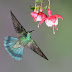 Beautiful Flowers And Birds Images