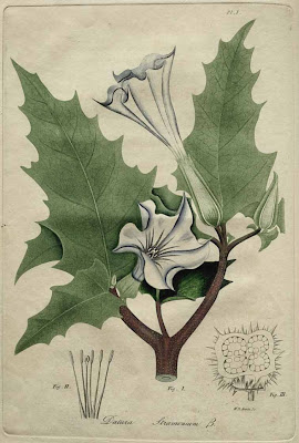 datura stramonium - thorn apple