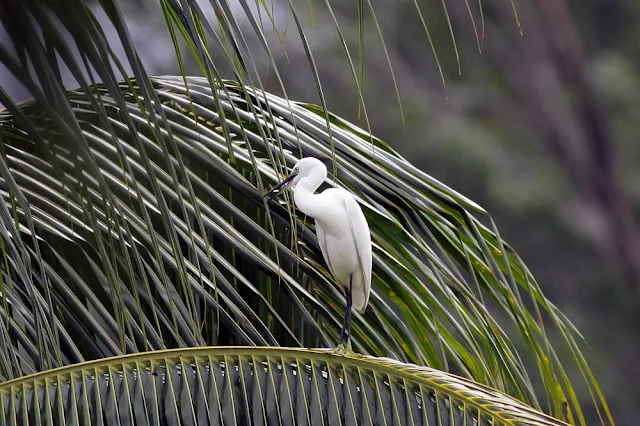 Finally migrant birds perched at my backyard. Not a lifer but Little Egret