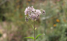 Joe-Pye Weed Flowers