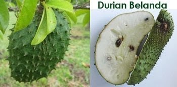 Rawatan Alternatif Moden Bagi Penyakit Kanser: Durian Belanda