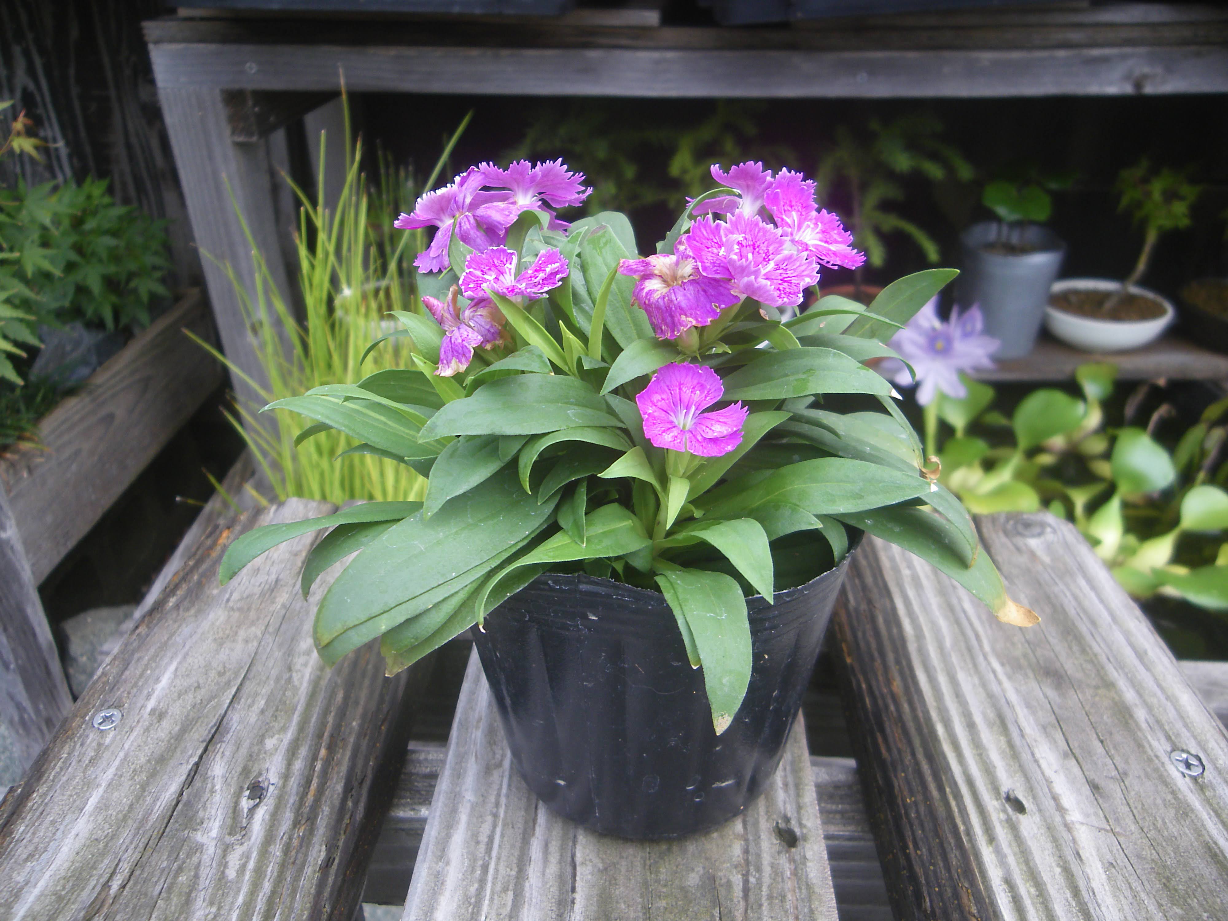 ナデシコ 撫子 の育て方 小さな鉢植えでたくさんの花を楽しむ メダカの大工