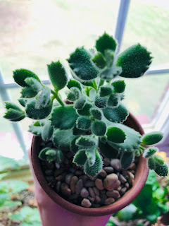 Bear Paw succulent care tips including water, light, soil, fertilizer, and pests!