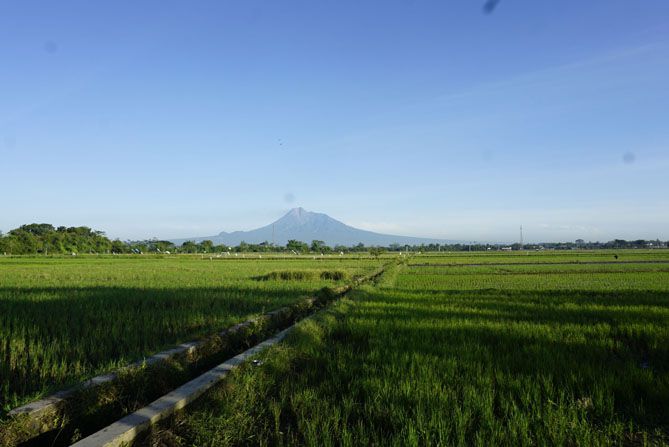 Pemandangan Gunung Merapi di persawahan Prambanan